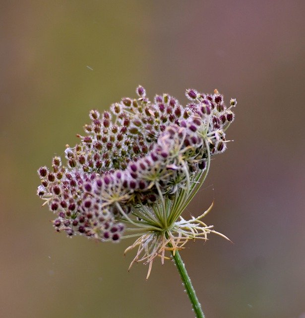 Free download Screen Flower Nature Seeds -  free photo or picture to be edited with GIMP online image editor