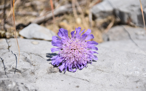 Flower on stone  from Chrome web store to be run with OffiDocs Chromium online