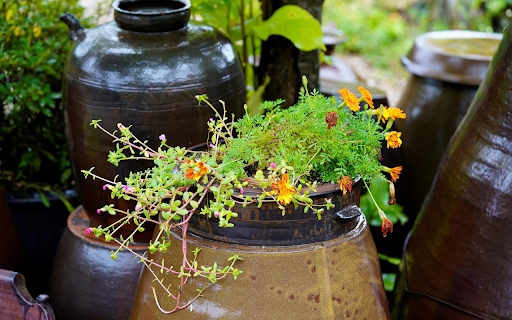 Flower pots and jars  from Chrome web store to be run with OffiDocs Chromium online