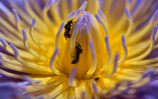 Flowers and bees  from Chrome web store to be run with OffiDocs Chromium online