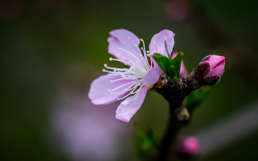 Flowers and Buds  from Chrome web store to be run with OffiDocs Chromium online