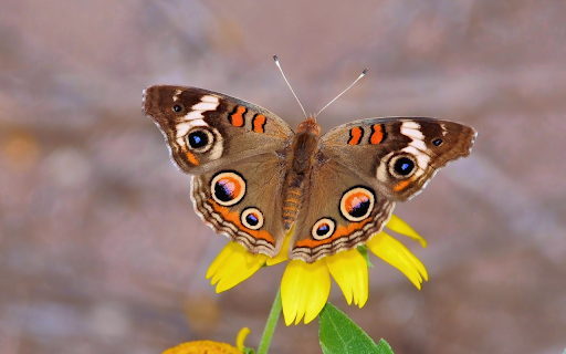 Flowers and butterflies  from Chrome web store to be run with OffiDocs Chromium online