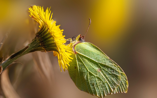 Flowers and butterflies leaves  from Chrome web store to be run with OffiDocs Chromium online