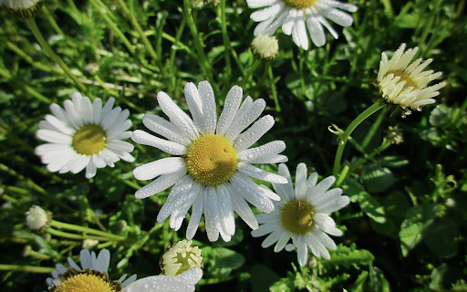 Flowers and dew  from Chrome web store to be run with OffiDocs Chromium online