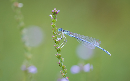 Flowers and dragonflies  from Chrome web store to be run with OffiDocs Chromium online