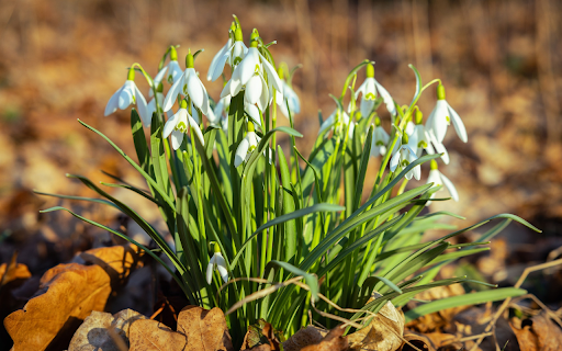 Flowers and dried leaves  from Chrome web store to be run with OffiDocs Chromium online