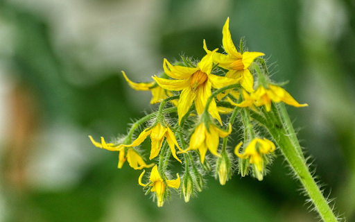 Flowers and feathers  from Chrome web store to be run with OffiDocs Chromium online
