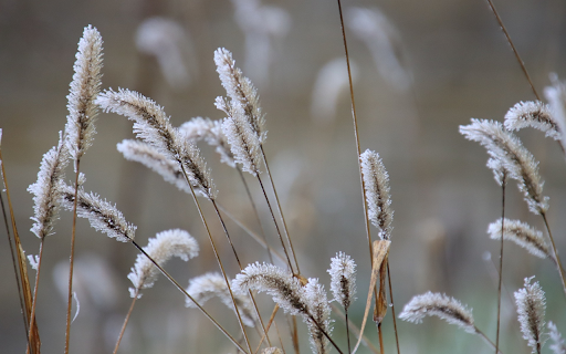 Flowers and frost  from Chrome web store to be run with OffiDocs Chromium online