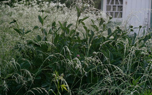 Flowers and Grass  from Chrome web store to be run with OffiDocs Chromium online