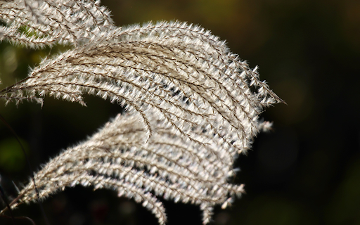 Flowers and grass fly  from Chrome web store to be run with OffiDocs Chromium online