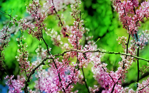 Flowers and leaves  from Chrome web store to be run with OffiDocs Chromium online