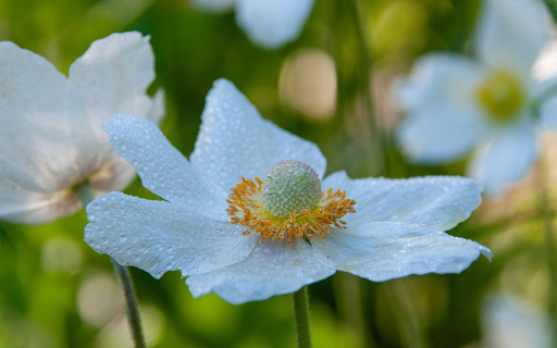 Flowers and rain  from Chrome web store to be run with OffiDocs Chromium online