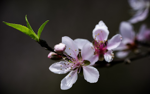 Flowers and sprouts  from Chrome web store to be run with OffiDocs Chromium online