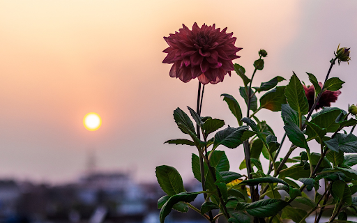 Flowers and sunset  from Chrome web store to be run with OffiDocs Chromium online