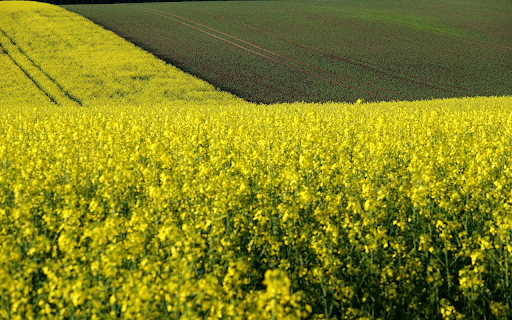 Flowers and sunshine  from Chrome web store to be run with OffiDocs Chromium online