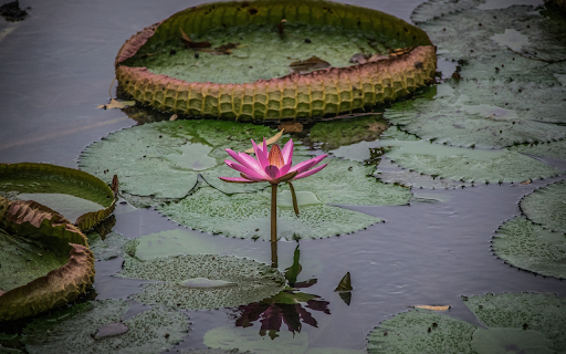 flowers and water lily leaves  from Chrome web store to be run with OffiDocs Chromium online
