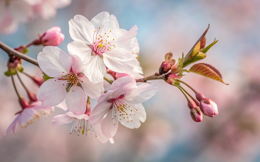 Flowers and young buds  from Chrome web store to be run with OffiDocs Chromium online