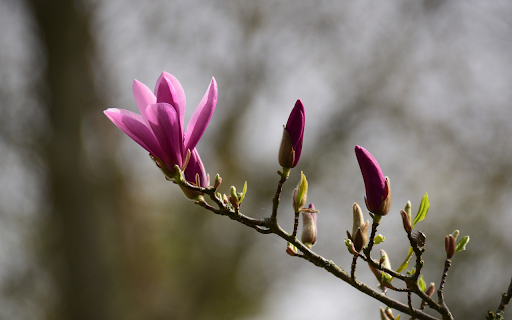 Flowers and young leaves  from Chrome web store to be run with OffiDocs Chromium online