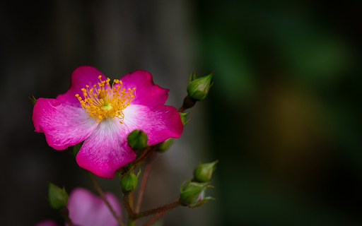 Flowers Bloom  from Chrome web store to be run with OffiDocs Chromium online