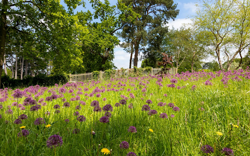 Flowers bloom all over the garden  from Chrome web store to be run with OffiDocs Chromium online