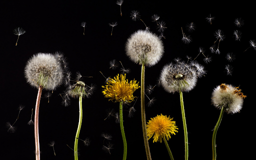 Flowers bloom and wither  from Chrome web store to be run with OffiDocs Chromium online