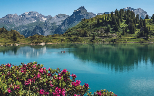 Flowers bloom by the lake  from Chrome web store to be run with OffiDocs Chromium online