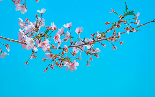 Flowers blooming  from Chrome web store to be run with OffiDocs Chromium online