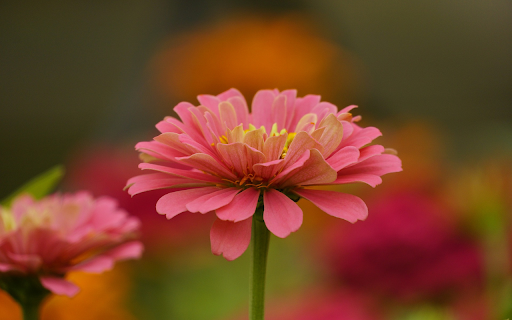 Flowers bloom in spring  from Chrome web store to be run with OffiDocs Chromium online