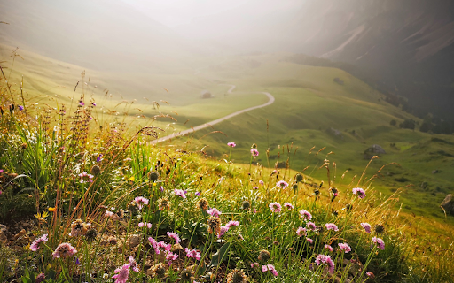 Flowers bloom in the forest  from Chrome web store to be run with OffiDocs Chromium online