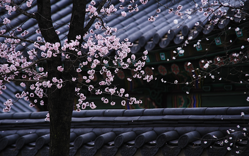 Flowers bloom on the roof  from Chrome web store to be run with OffiDocs Chromium online