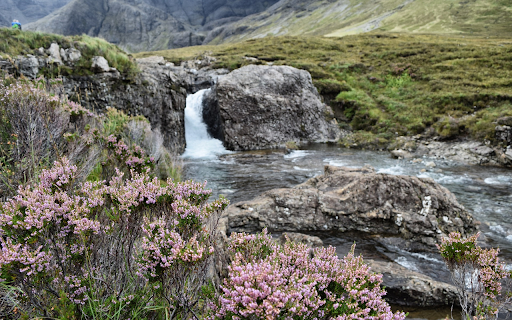 Flowers bloom on the stream  from Chrome web store to be run with OffiDocs Chromium online