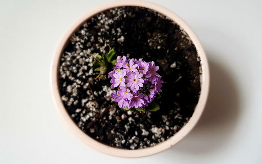 Flowers bloom pot plant  from Chrome web store to be run with OffiDocs Chromium online
