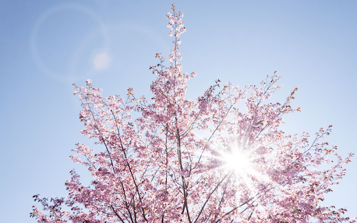 Flowers bloom under the sunlight  from Chrome web store to be run with OffiDocs Chromium online