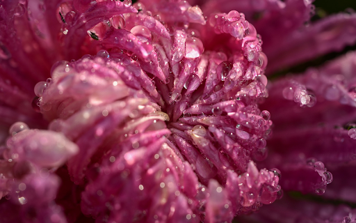 Flowers drink water  from Chrome web store to be run with OffiDocs Chromium online