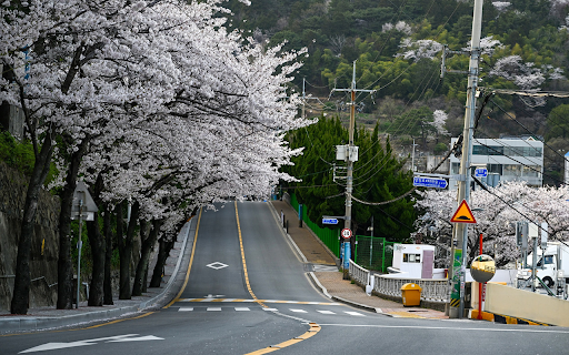 flower season street  from Chrome web store to be run with OffiDocs Chromium online