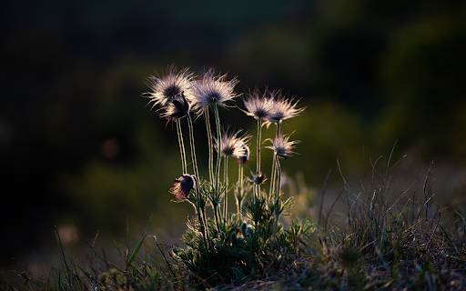 Flowers grow at night  from Chrome web store to be run with OffiDocs Chromium online