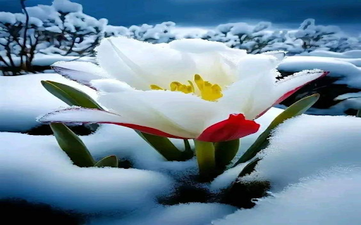 Flowers growing in the snow Wallpaper  from Chrome web store to be run with OffiDocs Chromium online