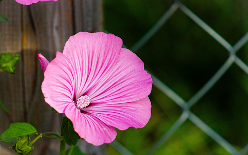 Flowers grow next to the fence  from Chrome web store to be run with OffiDocs Chromium online