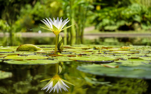 Flower shadow under water  from Chrome web store to be run with OffiDocs Chromium online