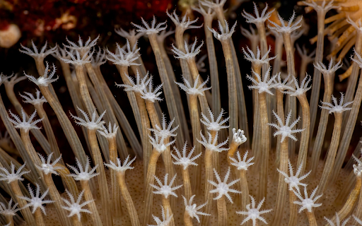 Flower shaped coral  from Chrome web store to be run with OffiDocs Chromium online