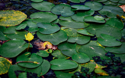 Flowers in the leaves  from Chrome web store to be run with OffiDocs Chromium online