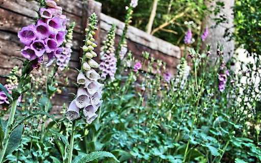 Flowers next to the fence  from Chrome web store to be run with OffiDocs Chromium online