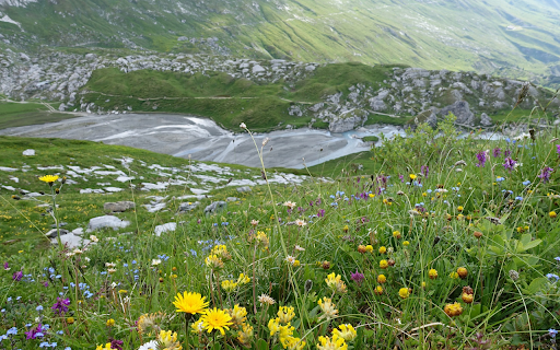 Flowers of rocky mountains  from Chrome web store to be run with OffiDocs Chromium online