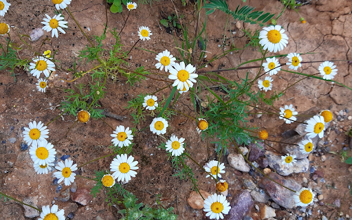Flowers on barren land  from Chrome web store to be run with OffiDocs Chromium online
