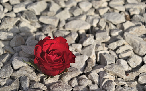 Flowers on rocks  from Chrome web store to be run with OffiDocs Chromium online