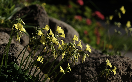Flowers on the rocky mountain  from Chrome web store to be run with OffiDocs Chromium online