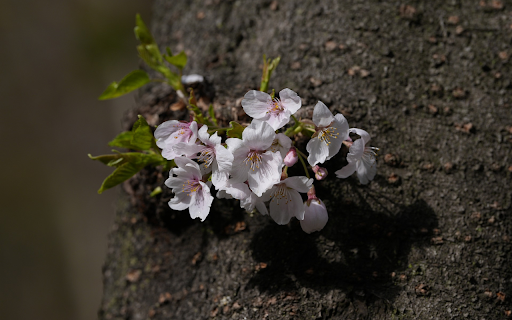 Flowers on the tree trunk  from Chrome web store to be run with OffiDocs Chromium online