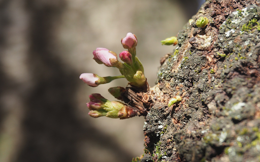 flower sprouts  from Chrome web store to be run with OffiDocs Chromium online