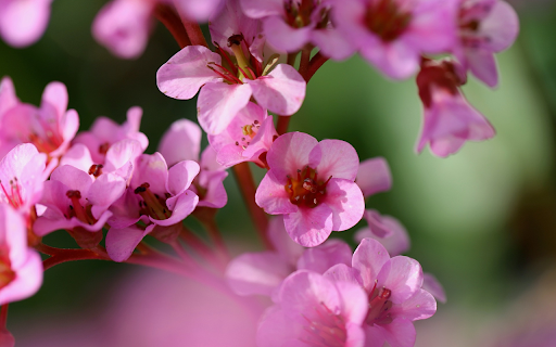Flowers, purple pink stems  from Chrome web store to be run with OffiDocs Chromium online