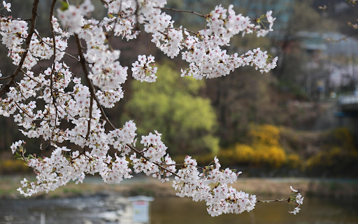Flowers shine into the lake  from Chrome web store to be run with OffiDocs Chromium online